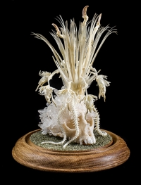 Revealing Beauty from Bones: Interview with artist Gerard Geer