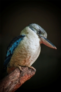 Laugh, Kookaburra Laugh