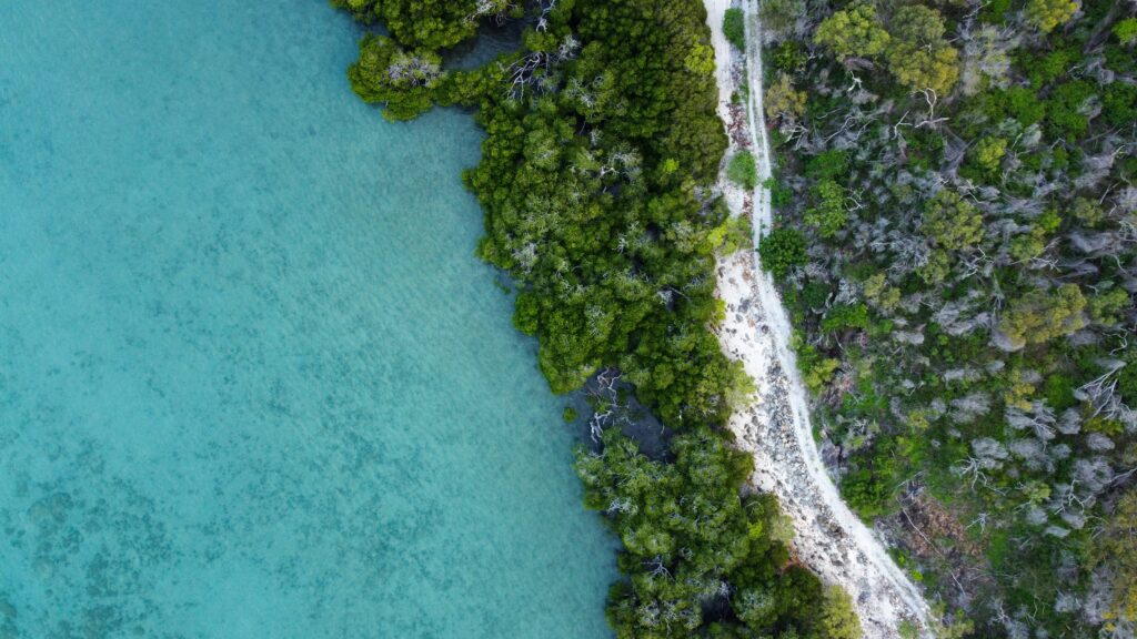 An aerial photograph of tropical trees meeting an azure sea