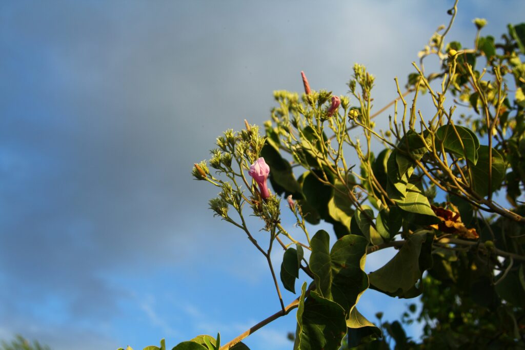 An photo of a tree with pink flower buds against a backdrop of gloomy rain clouds